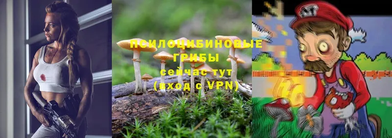 магазин продажи   Апрелевка  Галлюциногенные грибы MAGIC MUSHROOMS 